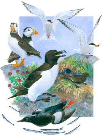 Gulf of Maine Seabirds